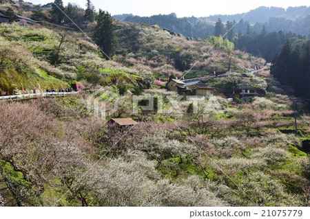 Kanae梅花林 21075779