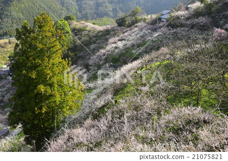 Kanae plum forest 21075821