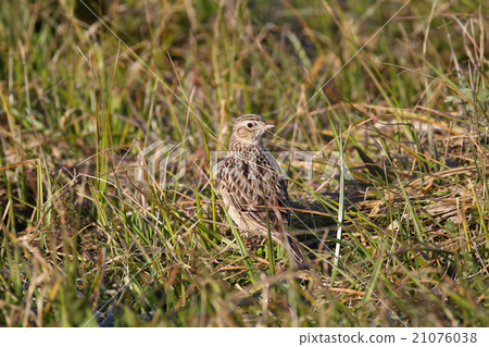 Lark Lark 21076038
