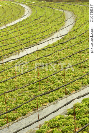 Wasabi field 21076087