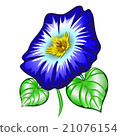 Flower Ipomoea  21076154