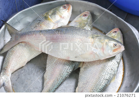 Ilish Hilsa Fish 21076271