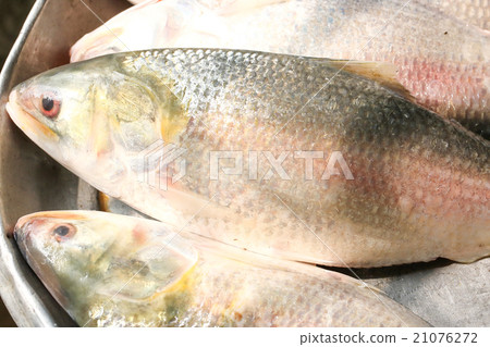 Ilish Hilsa Fish Ilish Hilsa Fish 21076272