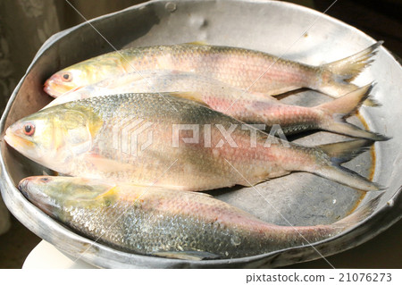 Ilish Hilsa Fish Ilish Hilsa Fish 21076273