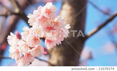 Hachisuka cherry tree 21076574
