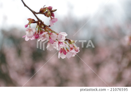 Hachisuka cherry tree Hachisuka cherry tree 21076595