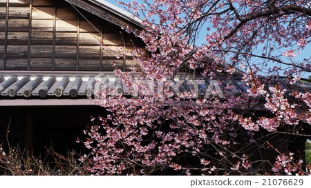 Hachisuka cherry tree Hachisuka cherry tree 21076629