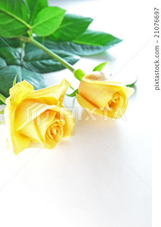 Yellow Rose Flower 21076697
