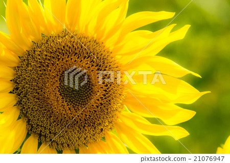 Sunflower in a field 21076947