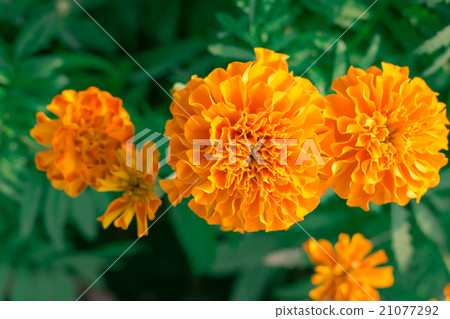 Marigold bloom morning Marigold bloom morning 21077292