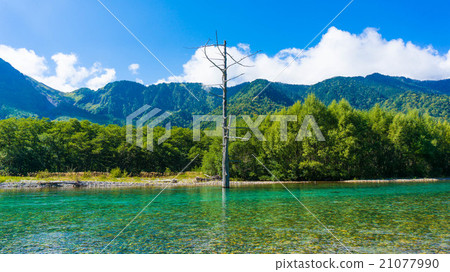 Tree trees on the lake Tree trees on the lake 21077990