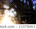 First sun rays on the web 21078463