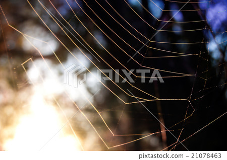 First sun rays on the web First sun rays on the web 21078463