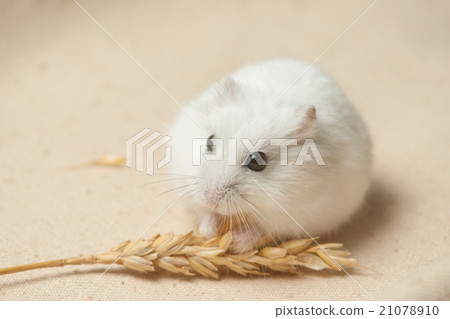 hamster eat a seed. hamster eat a seed. 21078910