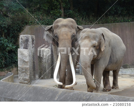 Good friends elephants 21080158