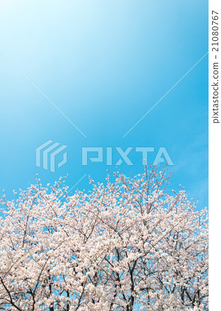 Cherry Blossoms   21080767