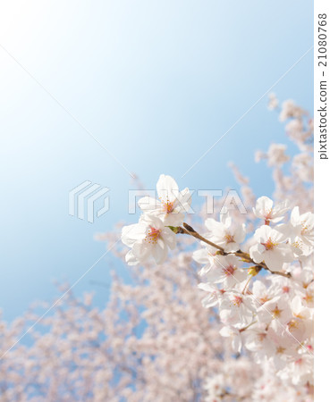 Cherry Blossoms   Cherry Blossoms   21080768