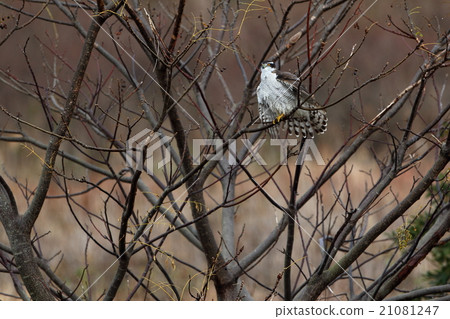 Otaka Otaka 21081247