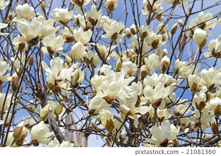 Haku Mokuren(Shiraki Ren) Haku Mokuren(Shiraki Ren) 21081360