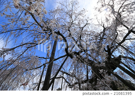 Buddhist cherry blossoms of Kanemura Buddhist cherry blossoms of Kanemura 21081395