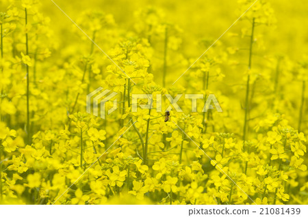 Rape blossoms and bees 21081439