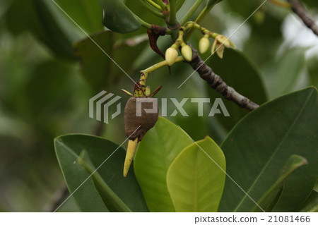 Natural plant Yaeyama hirugi, where the embryonic seed began to grow. It stretches to about 30 centimeters and falls downward Natural plant Yaeyama hirugi, where the embryonic seed began to grow. It stretches to about 30 centimeters and falls downward 21081466