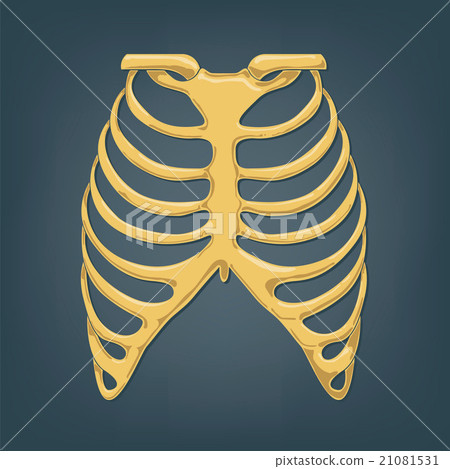 Human Thorax 21081531