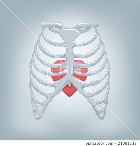 Human Thorax 21081532