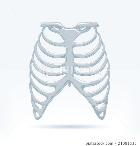 Human Thorax Human Thorax 21081533