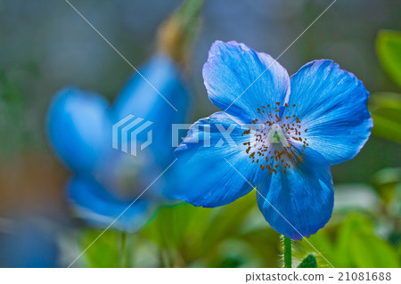 藍色的花 21081688