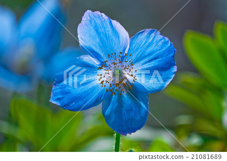 藍色的花 21081689