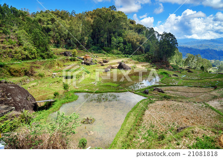 Green rice field  in Tana Toraja 21081818