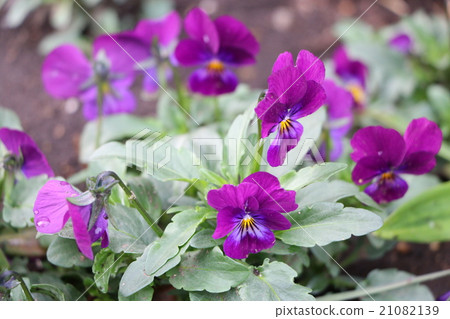 Violet Violet 21082139