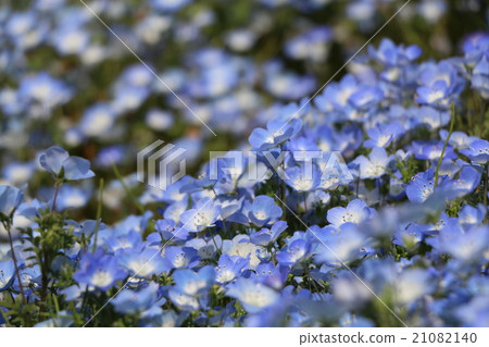 Nemophila field Nemophila field 21082140