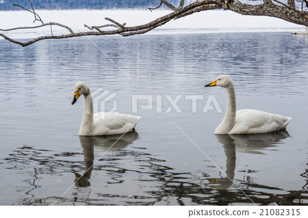 Two swans Kussharo way lake (Teshikaga Town) 21082315
