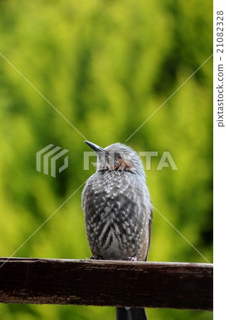 Bulbul 21082328