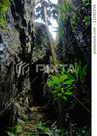 Minami-Daitojima的Bari Bali Minami-Daitojima的Bari Bali 21082856