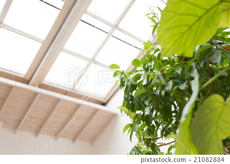 Room with ornamental plants Room with ornamental plants 21082884