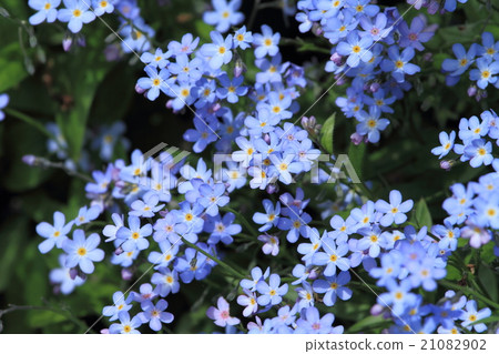 忘記草的人群 21082902