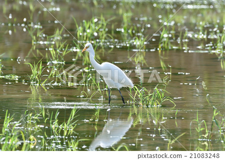 Walking rice paddy Walking rice paddy 21083248