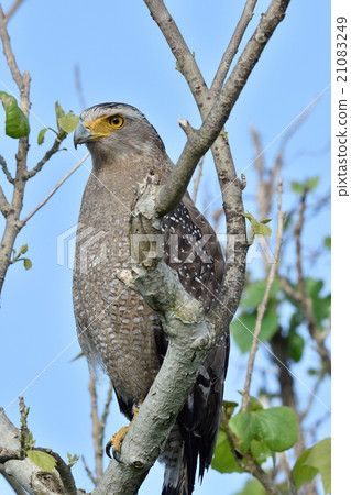Resting trees with chestnuts 21083249