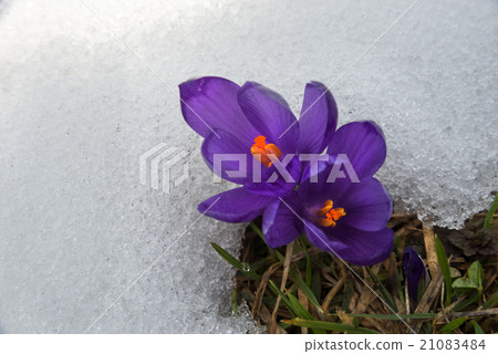 crocus in snow surround_ 21083484