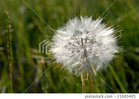 Dandelion - ripe fruits 21083485