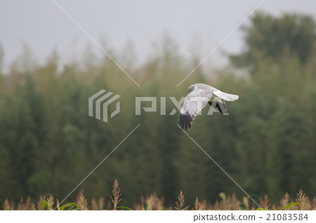 Searching for prey in agricultural area Hylysis 21083584