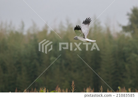 Hover and search for prey Hyakka 21083585