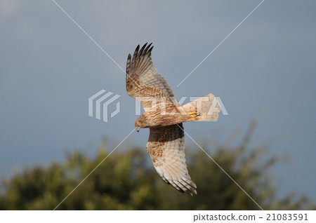 Flying juice 21083591