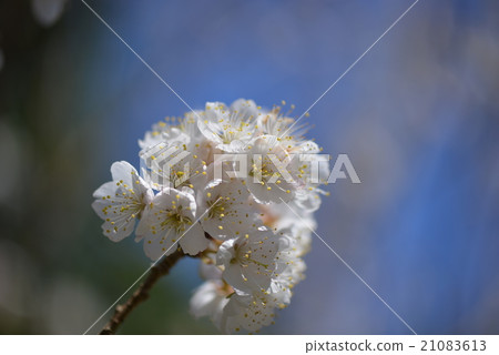 Cherries flowers 21083613