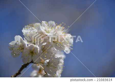 櫻桃花 櫻桃花 21083614
