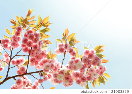 Yaezakura (Female Emperor) 21083859