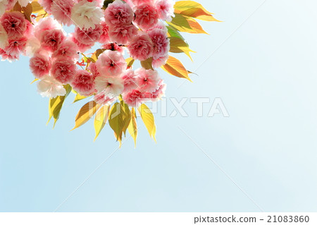 Yaezakura（女皇帝） 21083860